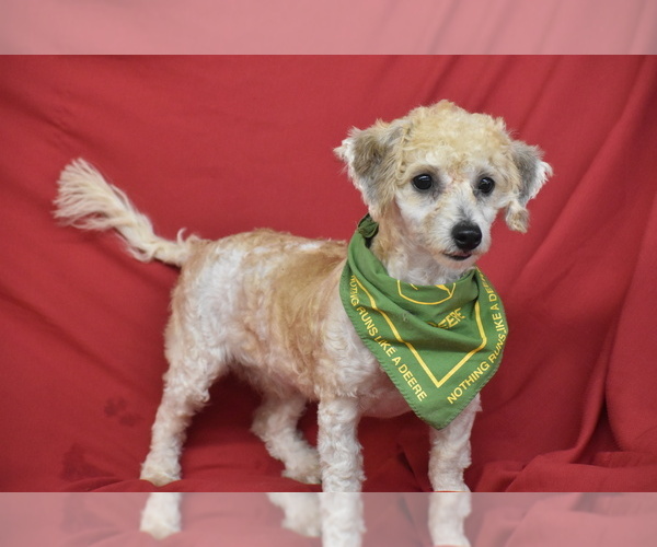 Medium Photo #4 Bichpoo Puppy For Sale in ELDORADO, OH, USA