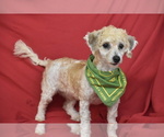 Small #3 Bichpoo