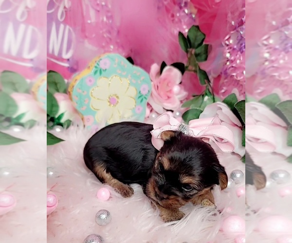 Medium Photo #1 Yorkshire Terrier Puppy For Sale in HARKER HEIGHTS, TX, USA
