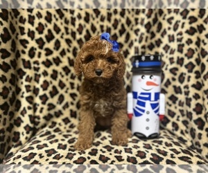 Cavapoo Puppy for sale in LAKELAND, FL, USA