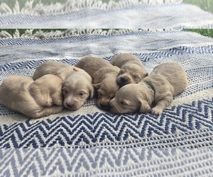 Dachshund Litter for sale in MARSHFIELD, MO, USA