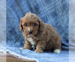 Small Photo #4 Cavapoo Puppy For Sale in DRY RUN, PA, USA