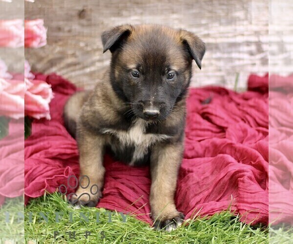 Medium Photo #5 Belgian Malinois Puppy For Sale in RONKS, PA, USA