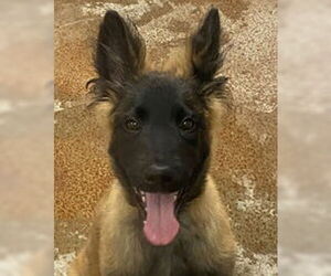 Mutt Dogs for adoption in Salinas, CA, USA