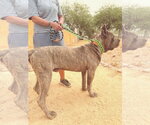 Small #5 Mutt