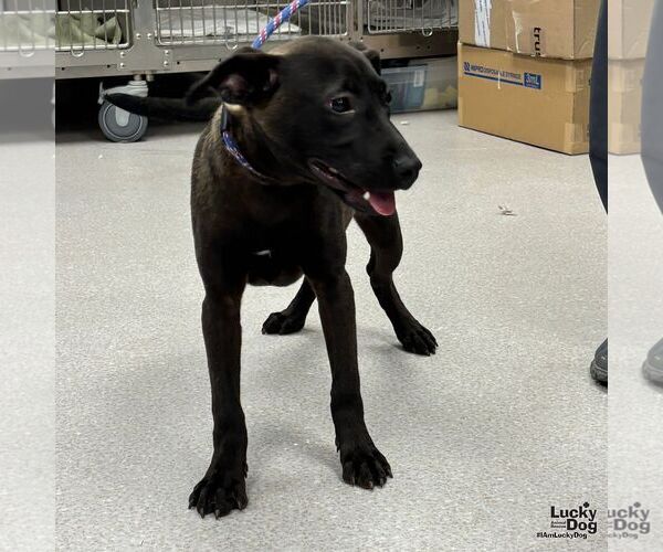 Medium Photo #3 Labrador Retriever-Unknown Mix Puppy For Sale in Washington, DC, USA