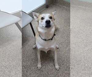 Gerberian Shepsky Dogs for adoption in Martinsburg, WV, USA