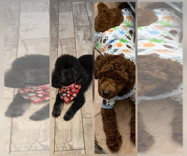Medium Photo #1 Poodle (Toy) Puppy For Sale in CORAL SPRINGS, FL, USA