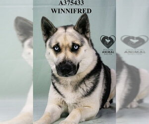 Gerberian Shepsky Dogs for adoption in Stockton, CA, USA