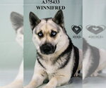 Small Gerberian Shepsky