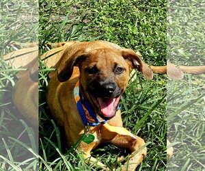 Golden Labrador Dogs for adoption in Royal Palm Beach, FL, USA