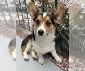 Pembroke Welsh Corgi Puppy for sale in DALY CITY, CA, USA