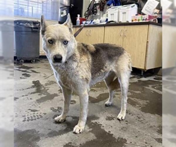 Medium Photo #1 Siberian Husky-Unknown Mix Puppy For Sale in Camarillo, CA, USA