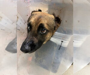 German Shepherd Dog Dogs for adoption in Riverside, CA, USA