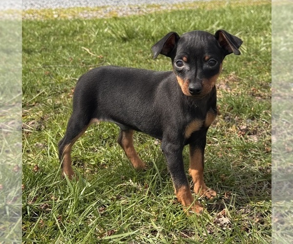 Medium Photo #1 Miniature Pinscher Puppy For Sale in CANOGA, NY, USA