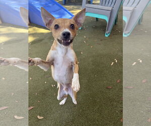Rat Terrier Dogs for adoption in Orlando, FL, USA