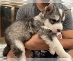 Small Photo #18 Siberian Husky Puppy For Sale in KANSAS CITY, MO, USA