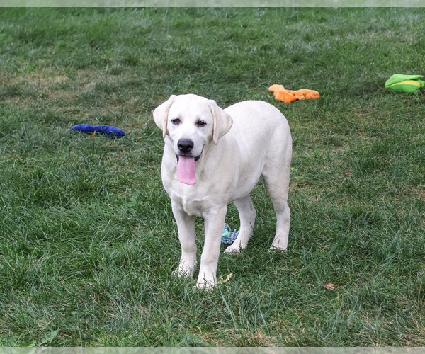 Medium Photo #1 Labrador Retriever Puppy For Sale in SYRACUSE, IN, USA