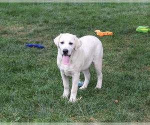 Labrador Retriever Puppy for sale in SYRACUSE, IN, USA