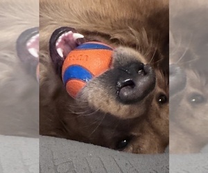 Mother of the Golden Retriever puppies born on 12/29/2025