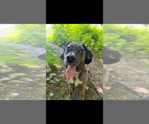 Australian Shepherd-Unknown Mix Dogs for adoption in Springdale, PA, USA