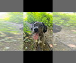 Small Australian Shepherd Mix