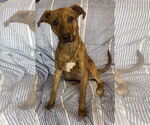 Small #3 Black Mouth Cur Mix