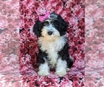 Small Photo #2 Miniature Bernedoodle Puppy For Sale in GLEN ROCK, PA, USA