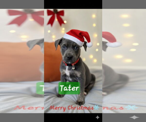 Medium Photo #5 Australian Shepherd-Weimaraner Mix Puppy For Sale in Brooksville, FL, USA