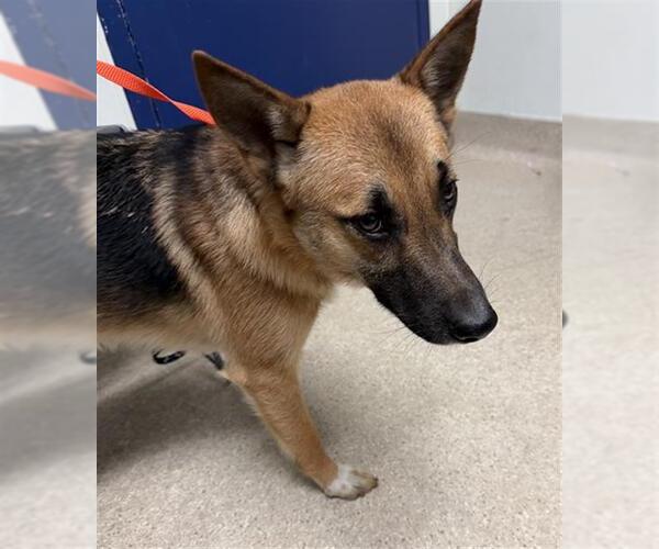 Medium Photo #1 German Shepherd Dog Puppy For Sale in Bakersfield, CA, USA