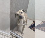 Small Staffordshire Bull Terrier Mix