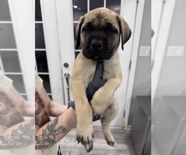 Medium Photo #7 Mastiff Puppy For Sale in CHESTERTON, IN, USA