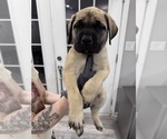 Small #6 Mastiff