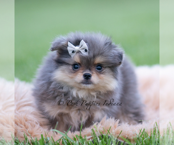 Medium Photo #52 Pomeranian Puppy For Sale in WARSAW, IN, USA