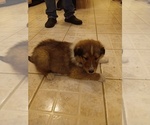 Puppy Puppy 1 Collie