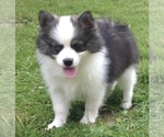 Small Photo #39 Pomsky Puppy For Sale in BAXTER, TN, USA