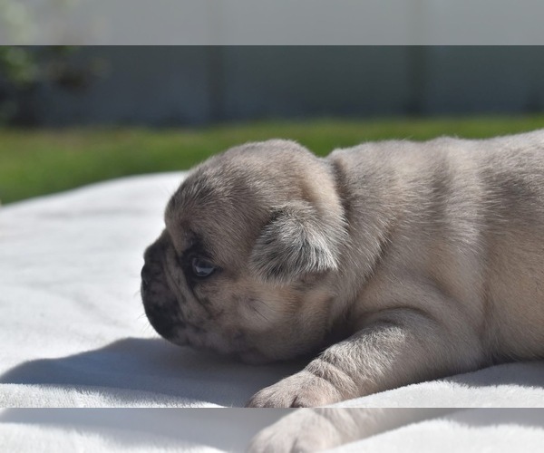 Medium Photo #4 Pug Puppy For Sale in PALM COAST, FL, USA