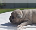 Maple - Female Pug Puppy for Sale - Photo #4