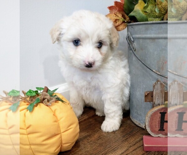 Medium Photo #12 Aussiedoodle Puppy For Sale in NEW YORK MILLS, MN, USA