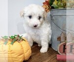 Small Photo #12 Aussiedoodle Puppy For Sale in NEW YORK MILLS, MN, USA