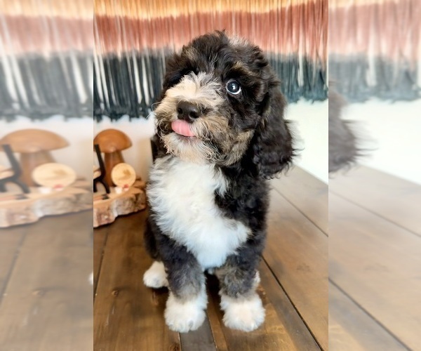 Medium Photo #5 Bernedoodle Puppy For Sale in CENTURIA, WI, USA