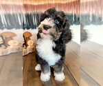 Small #4 Bernedoodle