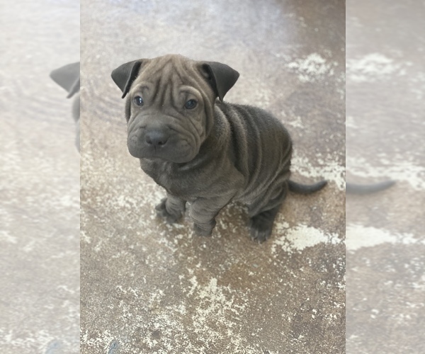 Medium Photo #3 Chinese Shar-Pei Puppy For Sale in SAN DIEGO, CA, USA