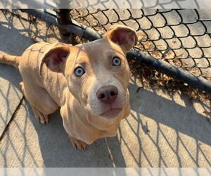 Mutt Dogs for adoption in Tulsa, OK, USA