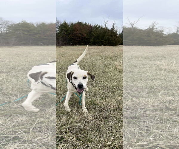 Medium Photo #10 Lab-Pointer Puppy For Sale in Rustburg, VA, USA