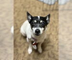 Small #3 Rat Terrier