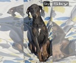 Small Doberman Pinscher