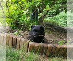 Small Photo #3 Pomeranian Puppy For Sale in EAU CLAIRE, WI, USA