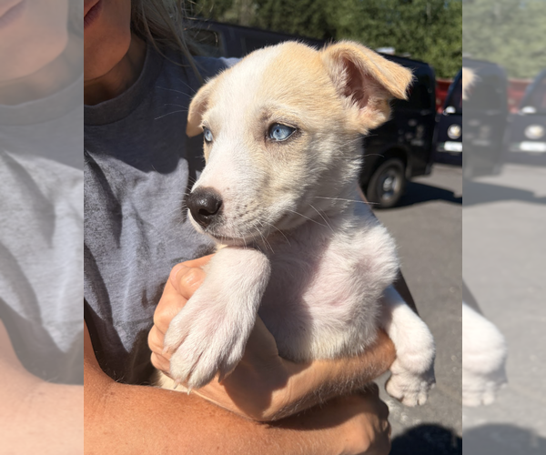 Medium Photo #2 Australian Shepherd-Unknown Mix Puppy For Sale in Brooklyn, NY, USA