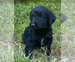 Small #3 Goldendoodle